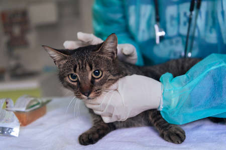 Veterinary team for treating sick cats, Maintain animal health Concept, animal hospitalの写真素材