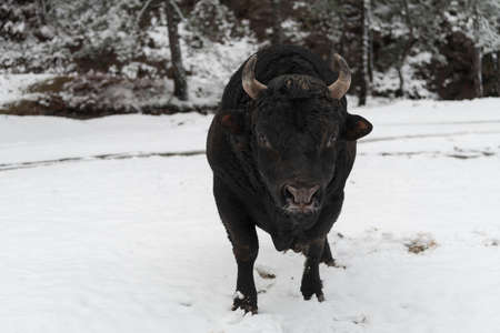 A big black bull in the snow training to fight in the arena. Bullfighting concept. Selective focusの写真素材