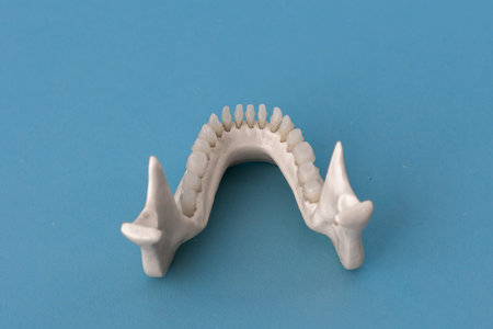 Lower human jaw with teeth anatomy model isolated on blue background. Healthy teeth, dental care and...