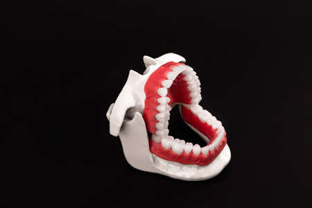 Human jaw with teeth and gums anatomy model isolated on black background. Opened jaw position. Healthy teeth, dental care, and orthodontic medical healthcare concept.の写真素材