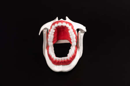 Human jaw with teeth and gums anatomy model isolated on black background. Opened jaw position. Healthy teeth, dental care, and orthodontic medical healthcare concept.の写真素材