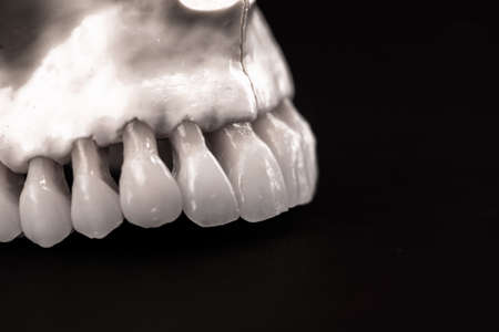 Lower human jaw with teeth anatomy model isolated on black background. Healthy teeth, dental care and orthodontic medical concept.の写真素材