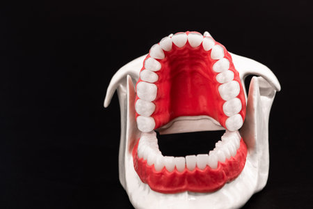 Human jaw with teeth and gums anatomy model isolated on black background. Opened jaw position....
