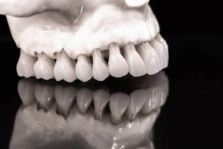 Upper human jaw with a reflection on the glass anatomy model solated on blue background. Healthy teeth, dental care and orthodontic medical concept.の写真素材