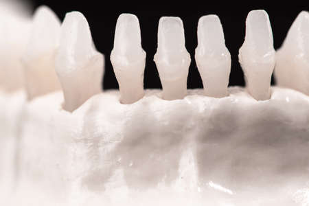 Lower human jaw with teeth anatomy model isolated on black background. Healthy teeth, dental care and orthodontic medical healthcare concept.の写真素材