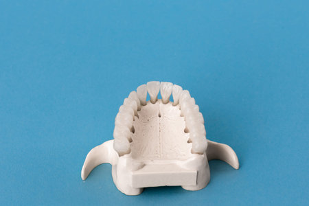 Upper human jaw with teeth anatomy model isolated on blue background. Healthy teeth, dental care and...