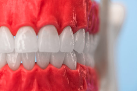 Human jaw with teeth and gums anatomy model isolated on blue background. Healthy teeth, dental care...