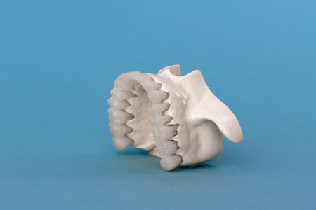 Upper human jaw with teeth anatomy model isolated on blue background. Healthy teeth, dental care and...