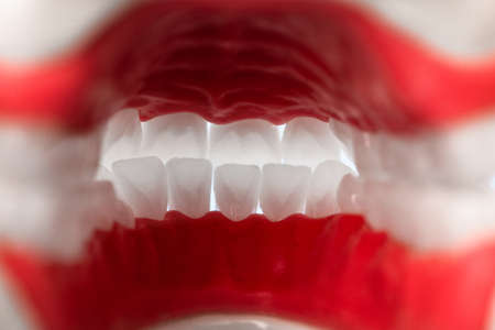 Human jaw with teeth and gums anatomy model isolated on blue background. View from inside. Healthy teeth, dental care and orthodontic medical healthcare concept.の写真素材