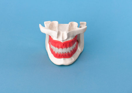 Human jaw with teeth and gums anatomy model isolated on blue background. Healthy teeth, dental care...