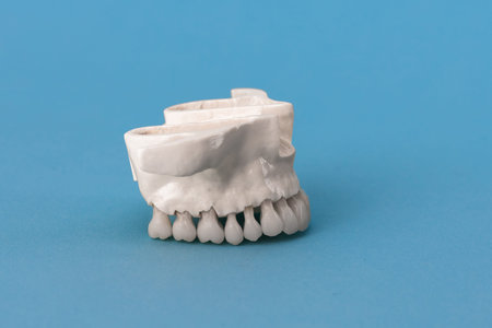 Upper human jaw with teeth anatomy model isolated on blue background. Healthy teeth, dental care and...