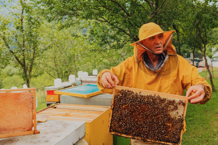 Senior beekeeper checking how the honey production is progressing. Photo of a beekeeper with a comb...
