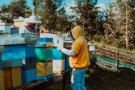 Beekeepers check the honey on the hive frame in the field. Beekeepers check honey quality and honey parasites. A beekeeper works with bees and beehives in an apiary.の写真素材