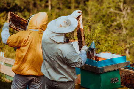 Beekeepers checking honey on the beehive frame in the field. Small business owners on apiary. Natural healthy food produceris working with bees and beehives on the apiary.の写真素材