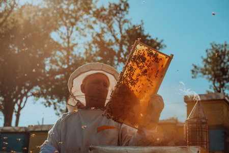 Beekeeper checking honey on the beehive frame in the field. Small business owner on apiary. Natural healthy food produceris working with bees and beehives on the apiary.の写真素材