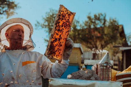 Beekeepers checking honey on the beehive frame in the field. Small business owners on apiary. Natural healthy food produceris working with bees and beehives on the apiary.の写真素材