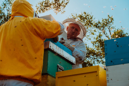 Beekeepers checking honey on the beehive frame in the field. Small business owners on apiary. Natural healthy food produceris working with bees and beehives on the apiary.の写真素材