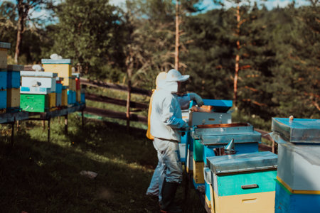 Beekeepers check the honey on the hive frame in the field. Beekeepers check honey quality and honey parasites. A beekeeper works with bees and beehives in an apiary.の写真素材
