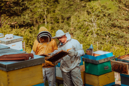 Beekeepers checking honey on the beehive frame in the field. Small business owners on apiary....