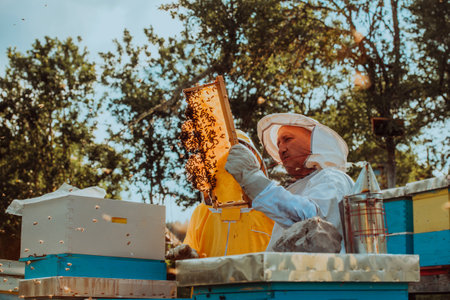 Beekeepers checking honey on the beehive frame in the field. Small business owners on apiary. Natural healthy food produceris working with bees and beehives on the apiary.の写真素材