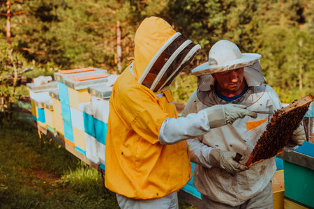 Beekeepers checking honey on the beehive frame in the field. Small business owners on apiary. Natural healthy food produceris working with bees and beehives on the apiary.の写真素材
