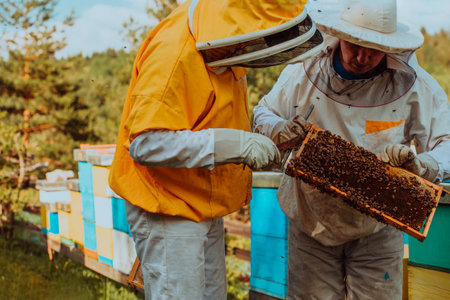 Beekeepers checking honey on the beehive frame in the field. Small business owners on apiary. Natural healthy food produceris working with bees and beehives on the apiary.の写真素材