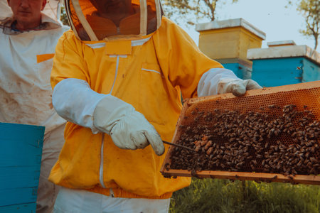 Beekeepers checking honey on the beehive frame in the field. Small business owners on apiary. Natural healthy food produceris working with bees and beehives on the apiary.の写真素材