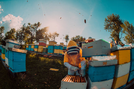 Beekeepers checking honey on the beehive frame in the field. Small business owners on apiary. Natural healthy food produceris working with bees and beehives on the apiary.の写真素材