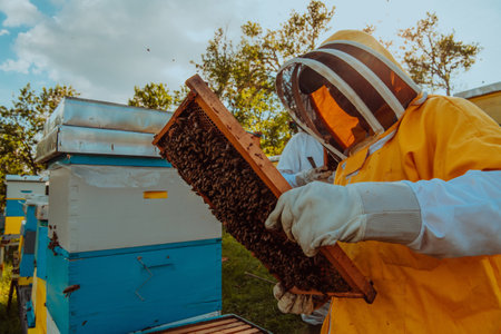 Beekeeper checking honey on the beehive frame in the field. Small business owner on apiary. Natural healthy food produceris working with bees and beehives on the apiary.の写真素材