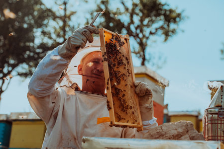 Beekeeper checking honey on the beehive frame in the field. Beekeeper on apiary. Beekeeper is working with bees and beehives on the apiary.の写真素材