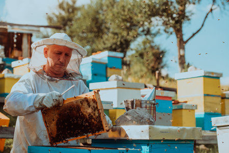Beekeeper checking honey on the beehive frame in the field. Small business owner on apiary. Natural healthy food produceris working with bees and beehives on the apiary.の写真素材