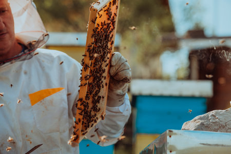 Beekeeper checking honey on the beehive frame in the field. Small business owner on apiary. Natural healthy food produceris working with bees and beehives on the apiary.の写真素材