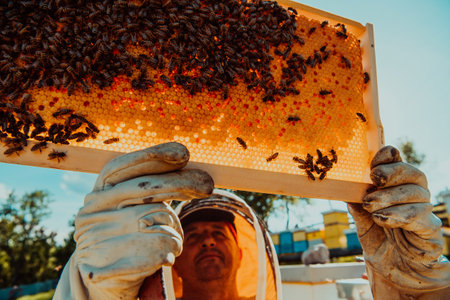 Wide shot of a beekeeper holding the beehive frame filled with honey against the sunlight in the field full of flowersの写真素材