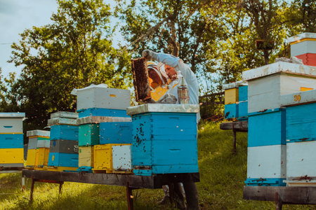 Beekeepers checking honey on the beehive frame in the field. Small business owners on apiary. Natural healthy food produceris working with bees and beehives on the apiary.の写真素材