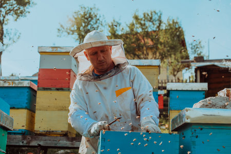 Beekeeper checking honey on the beehive frame in the field. Small business owner on apiary. Natural healthy food produceris working with bees and beehives on the apiary.の写真素材