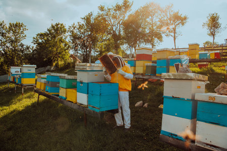 Beekeepers checking honey on the beehive frame in the field. Small business owners on apiary. Natural healthy food produceris working with bees and beehives on the apiary.の写真素材