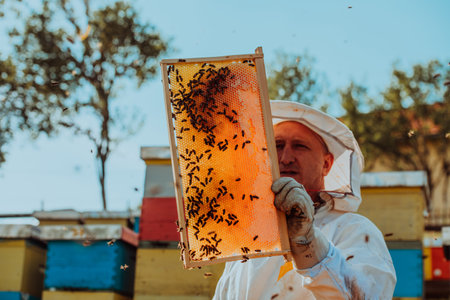 Beekeeper checking honey on the beehive frame in the field. Small business owner on apiary. Natural healthy food produceris working with bees and beehives on the apiary.の写真素材