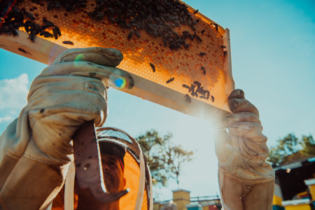 Wide shot of a beekeeper holding the beehive frame filled with honey against the sunlight in the field full of flowersの写真素材