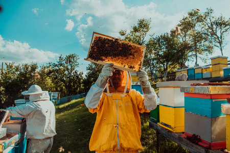 Wide shot of a beekeeper holding the beehive frame filled with honey against the sunlight in the...