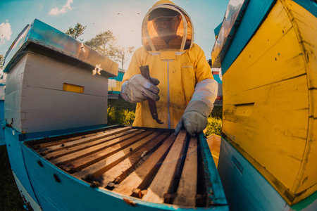 Beekeeper checking honey on the beehive frame in the field. Small business owner on apiary. Natural...