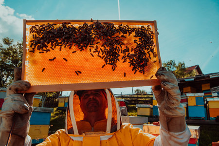 Wide shot of a beekeeper holding the beehive frame filled with honey against the sunlight in the field full of flowersの写真素材
