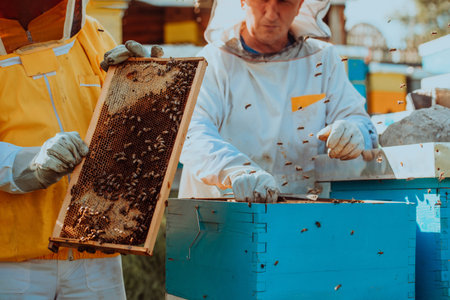 Beekeepers checking honey on the beehive frame in the field. Small business owners on apiary....