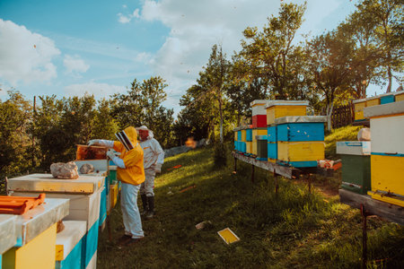 Beekeepers checking honey on the beehive frame in the field. Small business owners on apiary. Natural healthy food produceris working with bees and beehives on the apiary.の写真素材