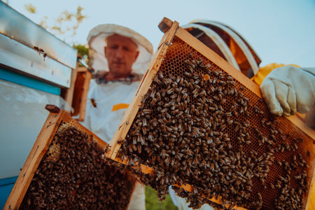 Beekeepers checking honey on the beehive frame in the field. Small business owners on apiary. Natural healthy food produceris working with bees and beehives on the apiary.の写真素材