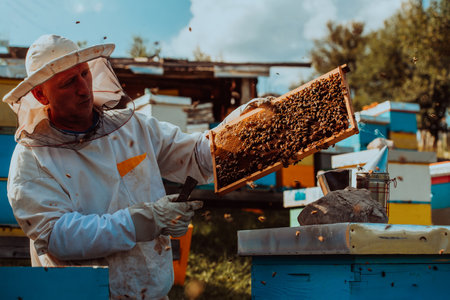 Beekeeper holding the beehive frame filled with honey against the sunlight in the field full of flowersの写真素材