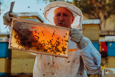 Beekeeper checking honey on the beehive frame in the field. Small business owner on apiary. Natural healthy food produceris working with bees and beehives on the apiary.の写真素材