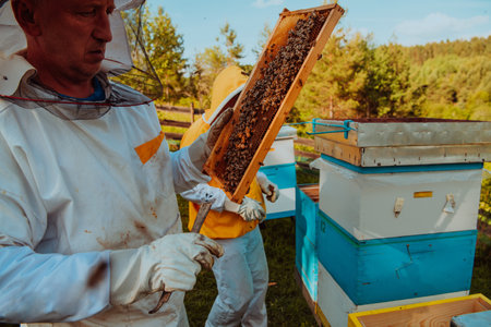 Beekeepers checking honey on the beehive frame in the field. Small business owners on apiary. Natural healthy food produceris working with bees and beehives on the apiary.の写真素材