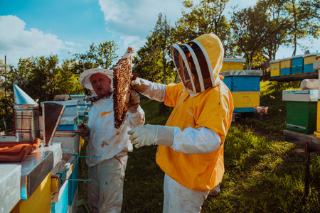 Beekeepers checking honey on the beehive frame in the field. Small business owners on apiary. Natural healthy food produceris working with bees and beehives on the apiary.の写真素材