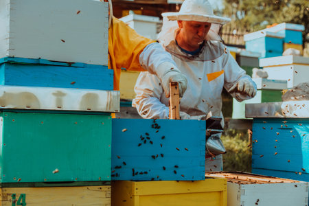 Beekeepers checking honey on the beehive frame in the field. Small business owners on apiary....