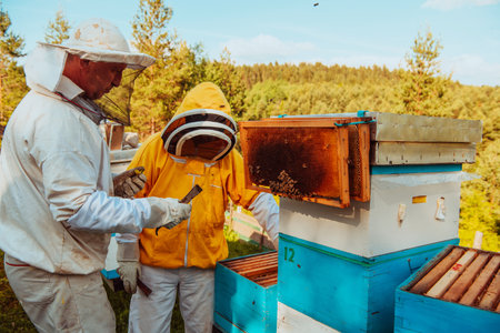 Beekeepers checking honey on the beehive frame in the field. Small business owners on apiary. Natural healthy food produceris working with bees and beehives on the apiary.の写真素材